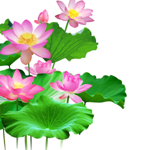 kisspng-wall-lotus-wallpaper-lotus-5a7a602819a420.9113766515179694481051